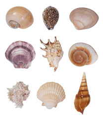 Seashells
