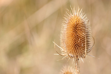 Dry Flower Stem