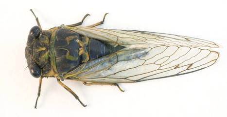 insect with big wings called a cicada isolated on a white background