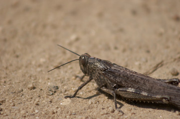 Brown Grasshopper close-up portrait