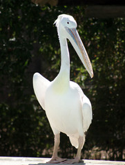 white pelican close-up portrait
