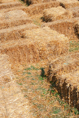 Hay Maze