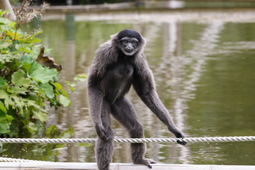 Monkey crosses a bridge