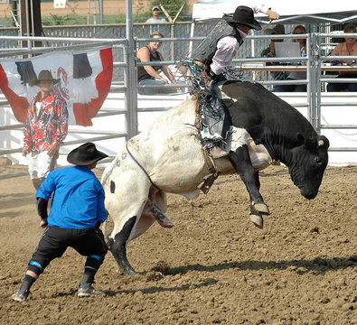 Bull & Cowboy Rider