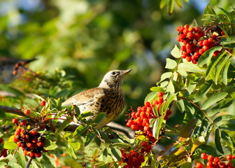 Berries of a rowan and bird