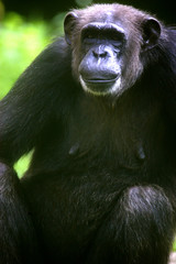 Chimpanzee