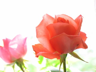 zwei rosen