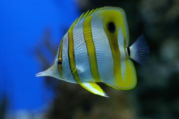 pinzettenfisch