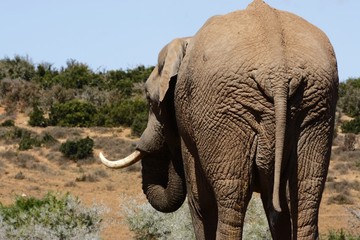 Elephant bull from behind