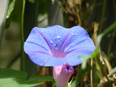 liseron bleu