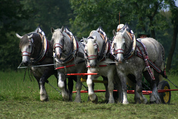 Kraftpakete bei der Arbeit © Antje Lindert-Rottke