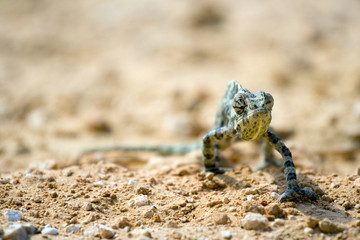 closeup of looking angry chameleon