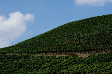 Weinanbau an Steilhängen an der Ahr