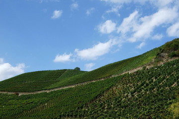 Fototapeta na wymiar Weinanbau an Steilhängen an der Ahr
