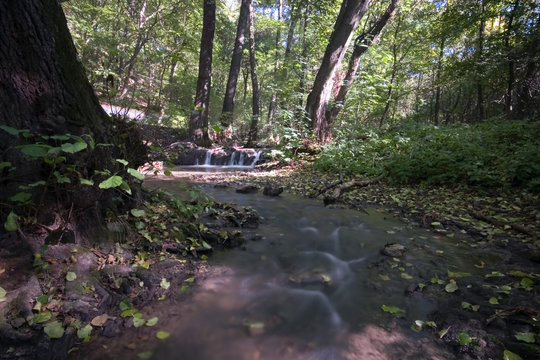 Creek In The Forrest