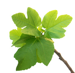 branche nouvelle de figuier sur fond blanc