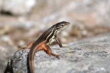 Lagarto tomando el sol.