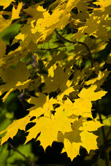 autumn leaves of maple