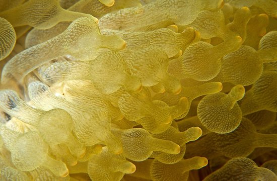 Yellow Anemone