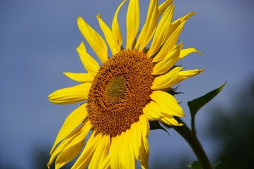 Obraz premium Sonnenblumen 17