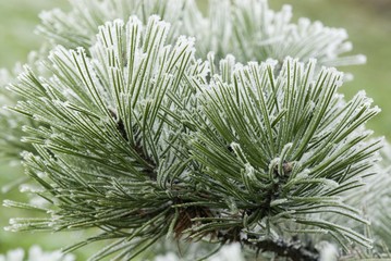 Frost deposits on pine needles