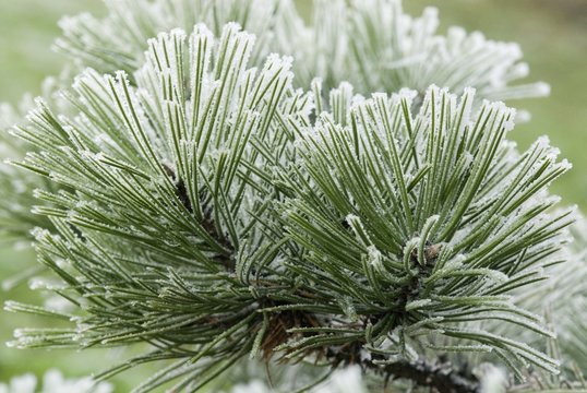 Frost deposits on pine needles - Powered by Adobe