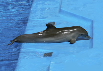 delfin © juanjo
