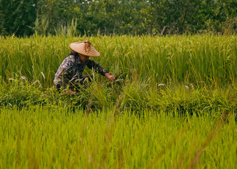 farming in China