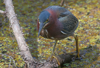 Green Heron