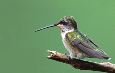 Fototapeta premium Perched Hummingbird