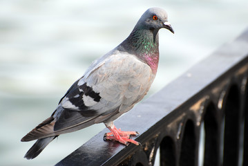 pigeon