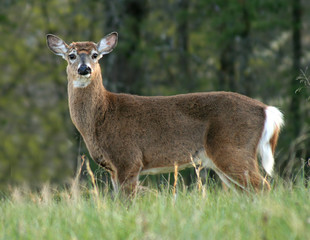 Deer in Cades Cove