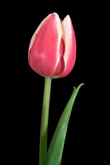 Tulip