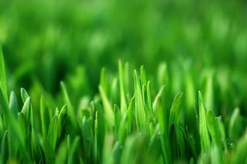 Fotobehang grass © Horticulture