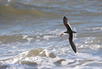 Black Skimmer