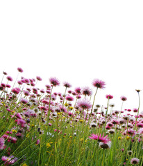  pink flowers in a field