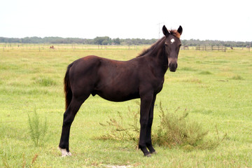 Young Horse posing