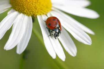 Margarite © veida
