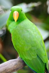 Eclectus Parrot