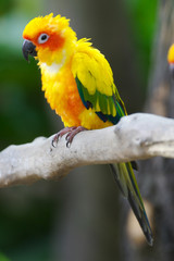 Sun Conures
