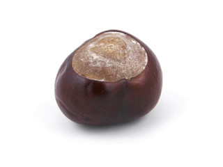 Chestnut isolated on white.
