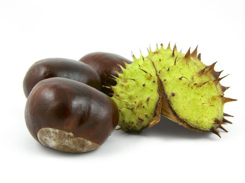 Three chestnuts with shell. Isolated on white.