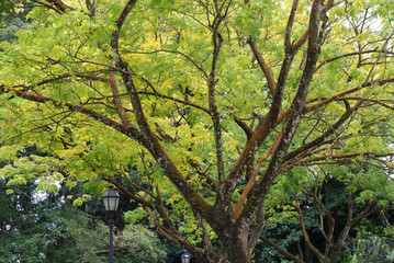 big tree in the parks