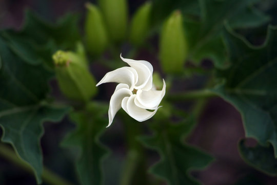 Estramonio Images Browse 71 Stock Photos, Vectors, and Video Adobe