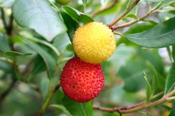 Fruta madro&ntilde;o