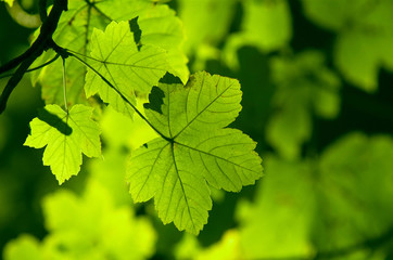 Fototapeta na wymiar Green leaves