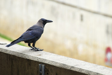 Crow