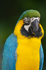 Blue & Yellow Macaw