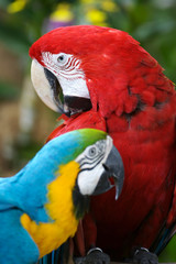 Macaws