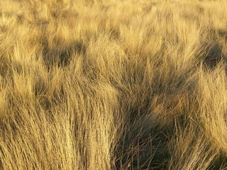 Prateria vulcanica